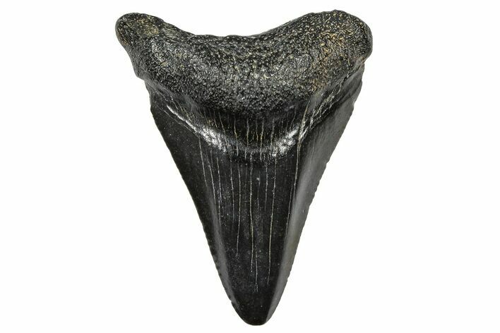 Juvenile Megalodon Tooth - South Carolina #368676